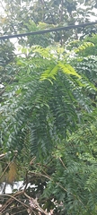 Adenanthera