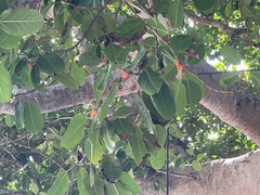 Ficus benghalensis