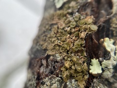 Melanohalea multispora