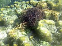 Astrophyton muricatum