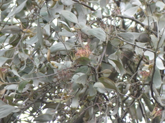 Amyema quandang