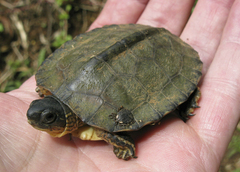 Rhinoclemmys funerea