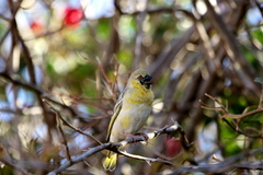 Ploceus velatus caurinus