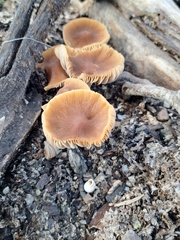 Tubaria furfuracea