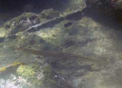 Aulostomus maculatus