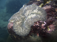 Stichodactyla helianthus