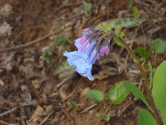 Mertensia virginica