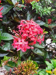 Ixora