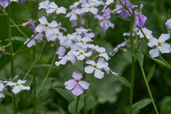 Hesperis