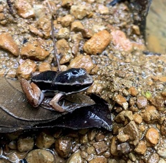 Silverstoneia flotator