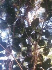 Ficus elastica