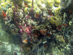 Ophiothrix
