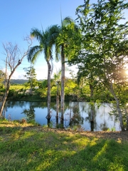 Roystonea borinquena