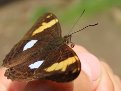 Adelpha justina