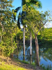 Roystonea borinquena
