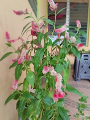 Celosia