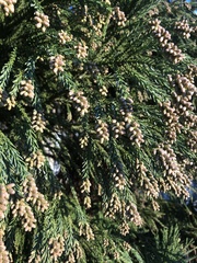 Cryptomeria