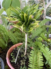 Dracaena fragrans compacta