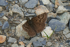 Erynnis tages