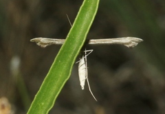 Platyptilia carduidactylus