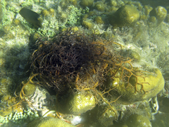 Astrophyton muricatum