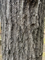 Quercus shumardii