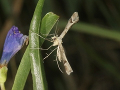 Platyptilia carduidactylus
