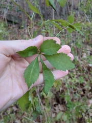 Eleutherococcus sieboldianus