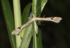 Platyptilia carduidactylus