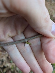 Eleutherococcus sieboldianus