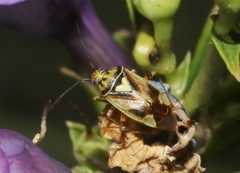 Orthops scutellatus