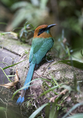 Electron platyrhynchum