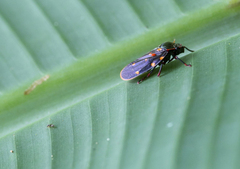Mahanarva costaricensis