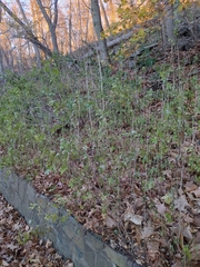 Eleutherococcus sieboldianus