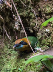 Electron platyrhynchum