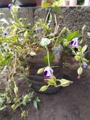 Torenia fournieri
