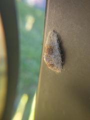 Megalopyge opercularis