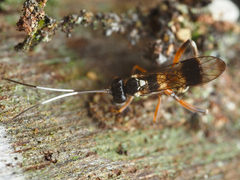 Goryphus