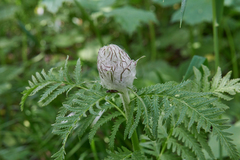 Pedicularis atropurpurea