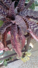 Cryptanthus
