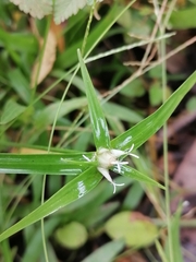 Rhynchospora colorata