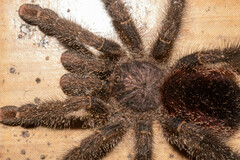 Avicularia juruensis