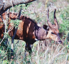 Tragelaphus sylvaticus