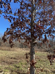 Quercus alba