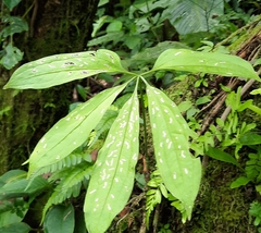 Anthurium clavigerum