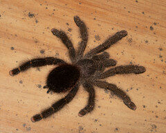 Avicularia juruensis