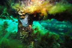 Pempheris klunzingeri