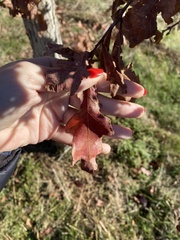 Quercus alba