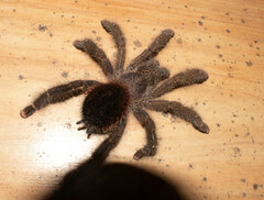 Avicularia juruensis