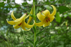 Lilium kesselringianum
